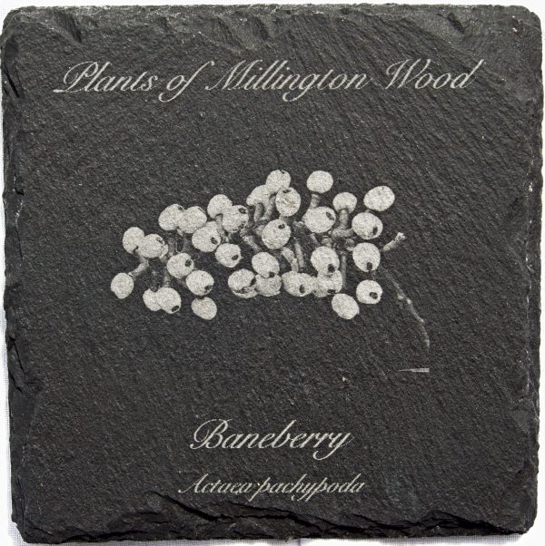 Millington wood plants slate coasters - Image 7