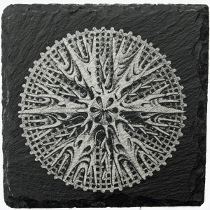 Coral 1