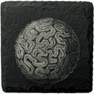 Coral 3
