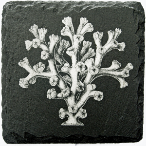 Coral 4