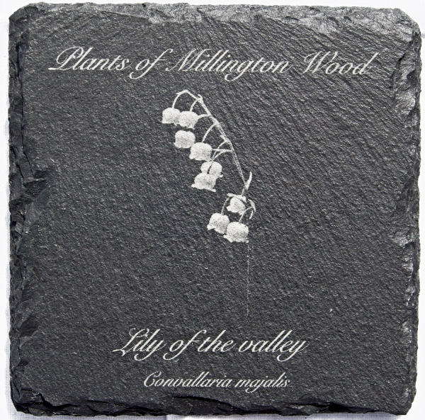 Millington wood plants slate coasters - Image 4